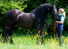 Friesian Equine - Holiday Livery - Horse Hotel